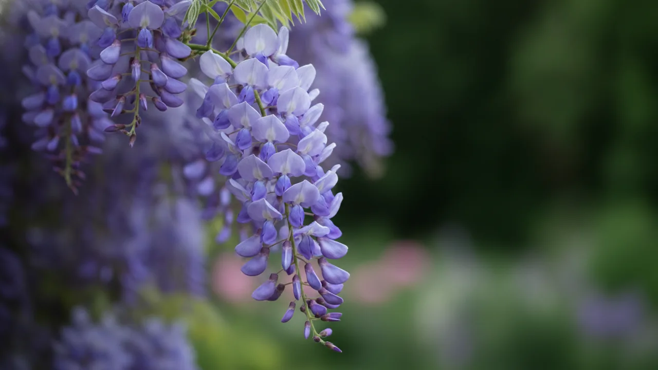Wisteria