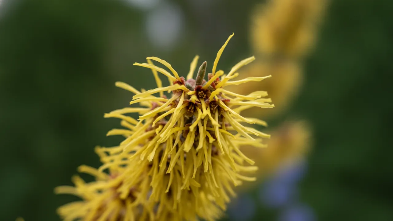 Arnold Promise (Hamamelis × intermedia 'Arnold Promise') - yellow flowers, illustrated plant card