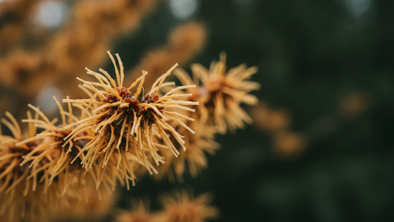 Jelena (Hamamelis × intermedia 'Jelena') - orange flowers, illustrated plant card