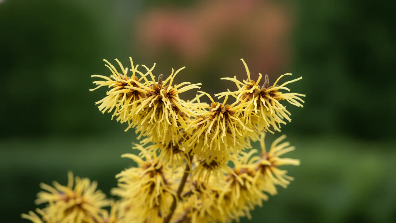 Witch Hazel