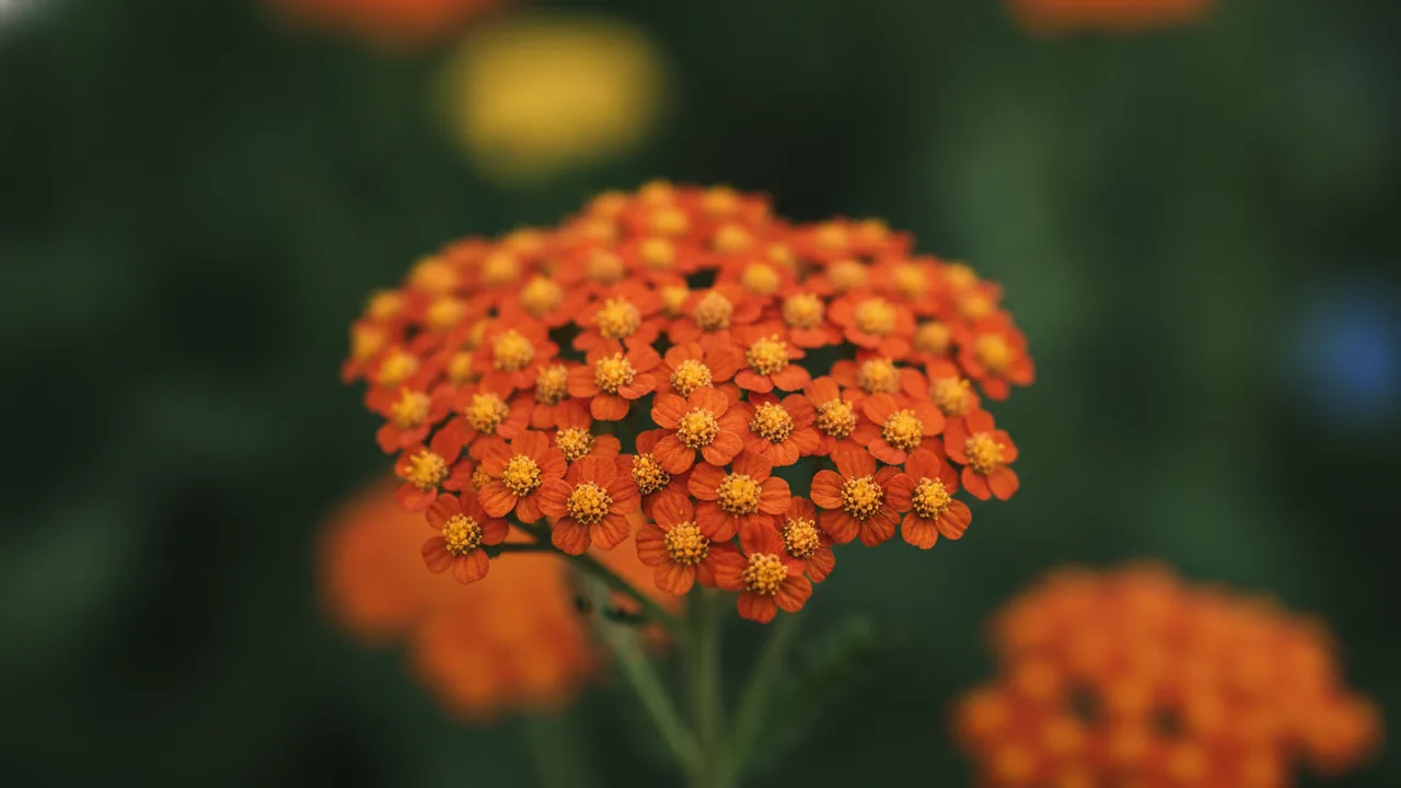 Apricot Delight (Achillea millefolium 'Apricot Delight') - pink flowers, illustrated plant card