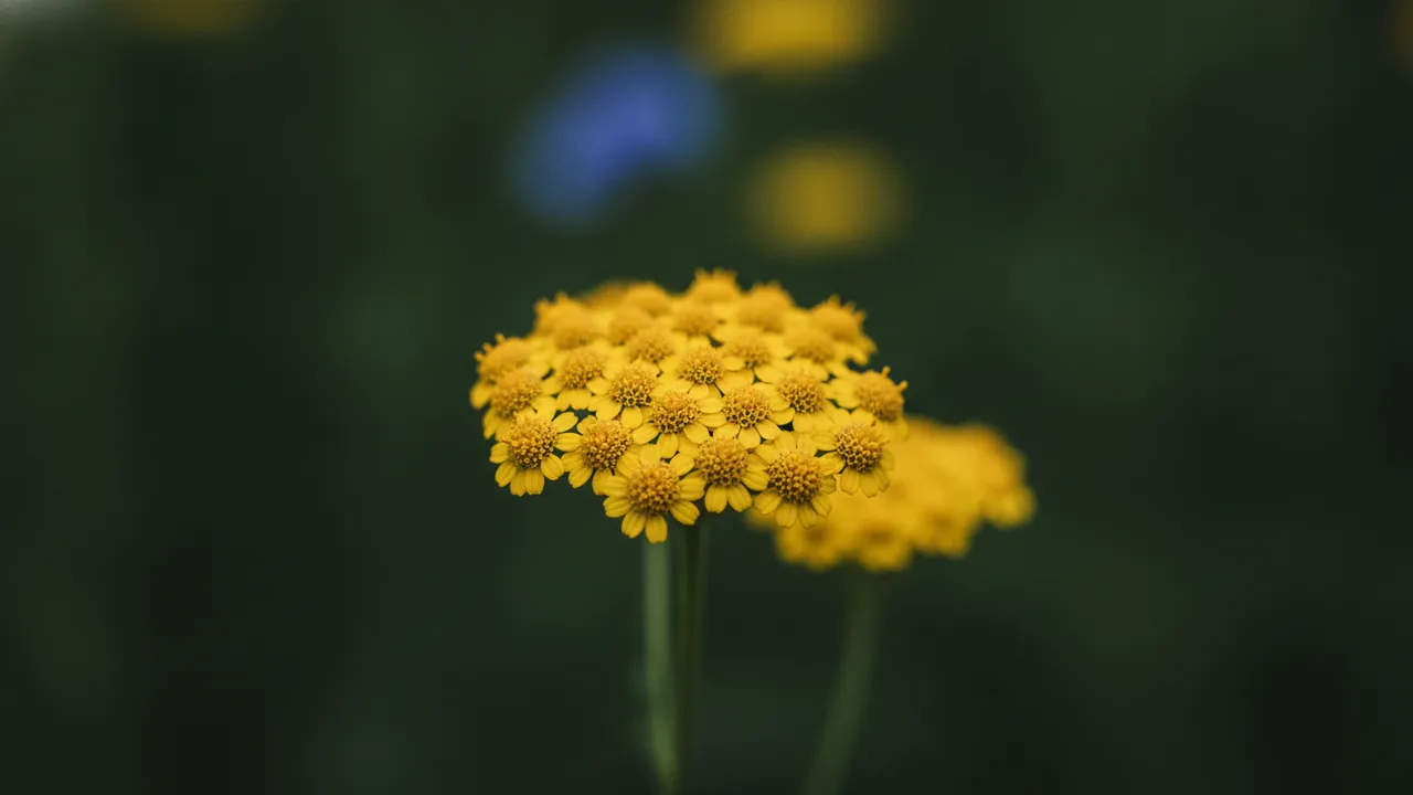 Moonshine (Achillea 'Moonshine') - yellow flowers, illustrated plant card
