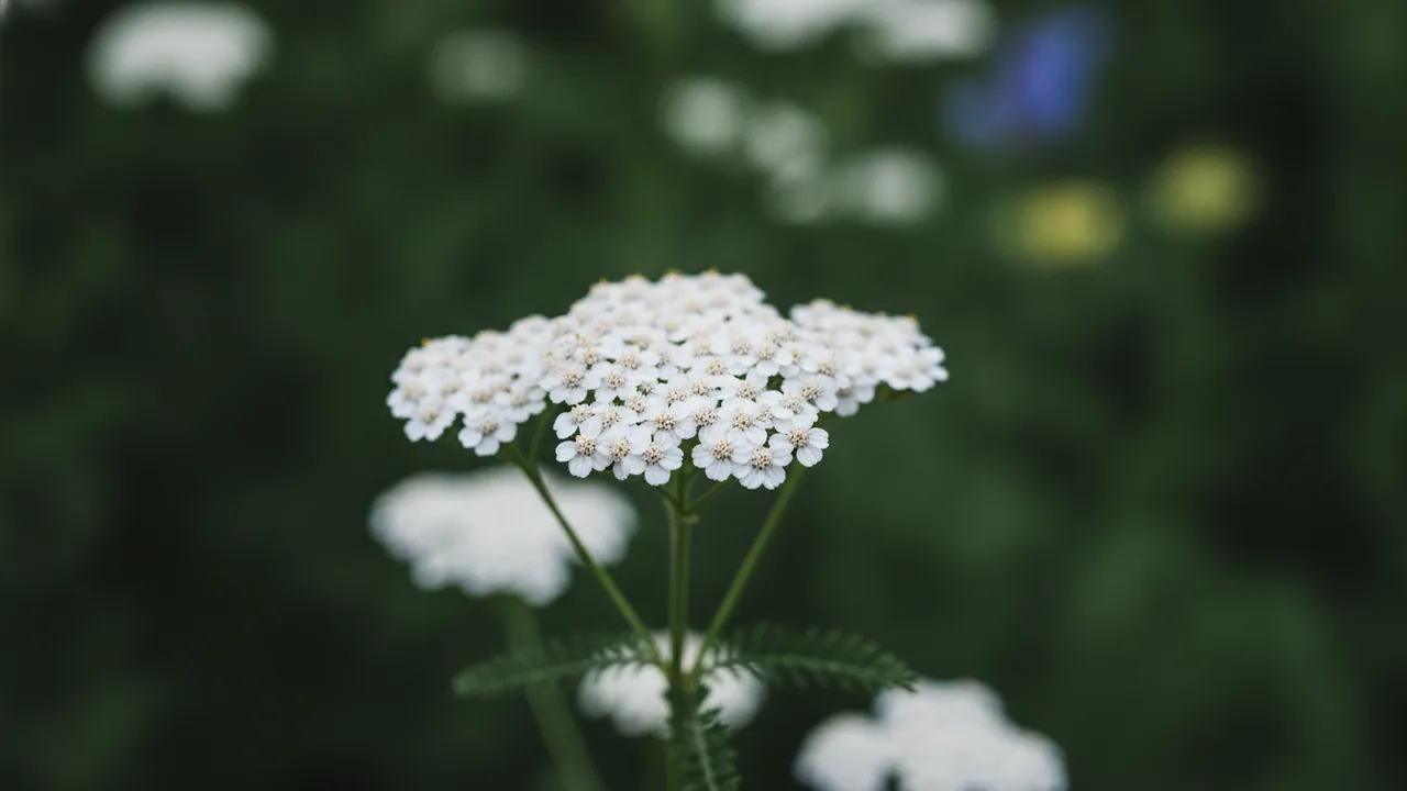 White Yarrow (Achillea millefolium) - white flowers, illustrated plant card