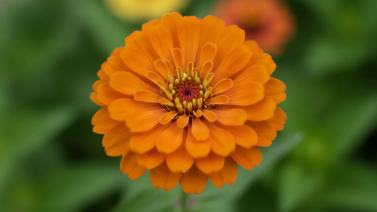 Orange Zinnia (Zinnia elegans 'Orange') - orange flowers, illustrated plant card