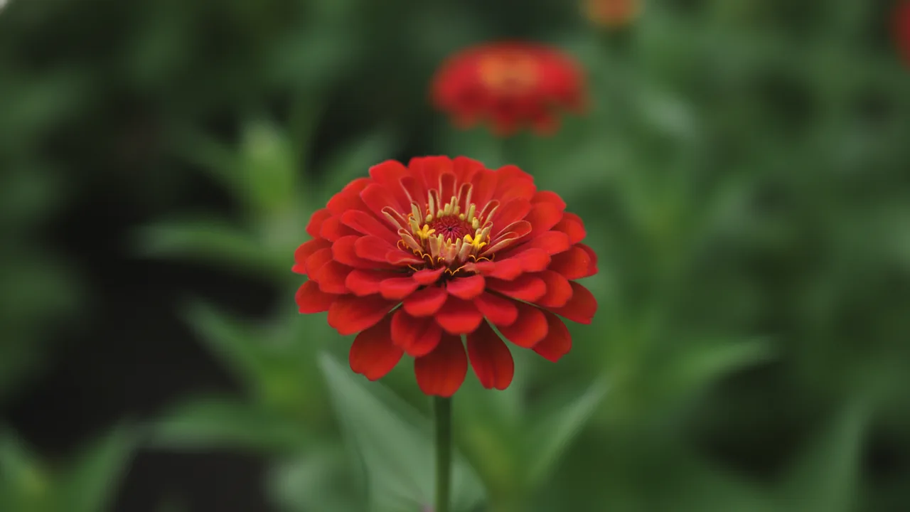 Profusion Cherry (Zinnia 'Profusion Cherry') - pink flowers, illustrated plant card