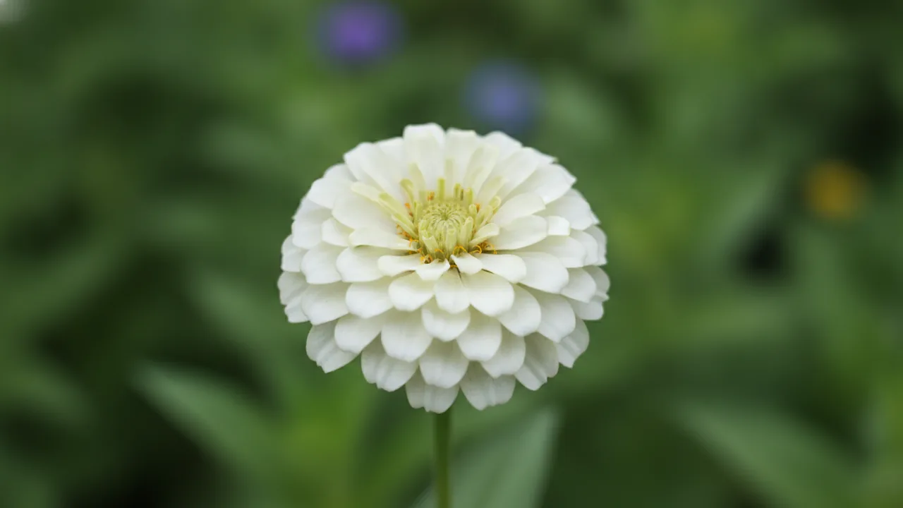 Profusion White (Zinnia 'Profusion White') - white flowers, illustrated plant card