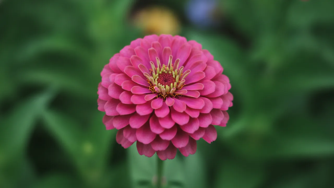 Purple Zinnia (Zinnia elegans 'Purple') - purple flowers, illustrated plant card