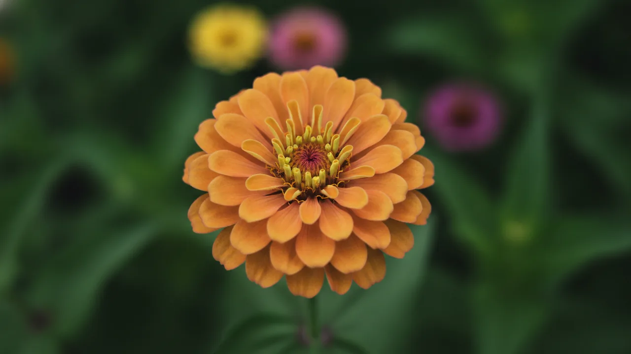 Queen Lime Orange (Zinnia elegans 'Queen Lime Orange') - orange flowers, illustrated plant card