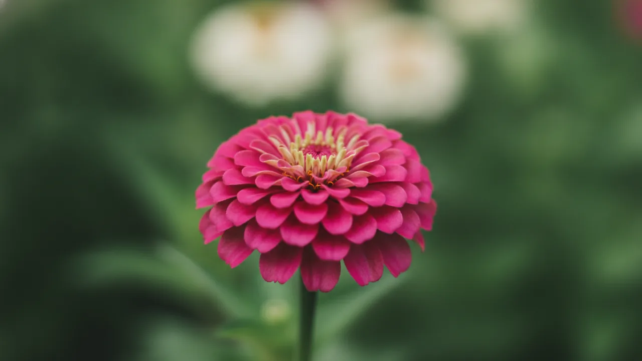 Uproar Rose (Zinnia elegans 'Uproar Rose') - pink flowers, illustrated plant card