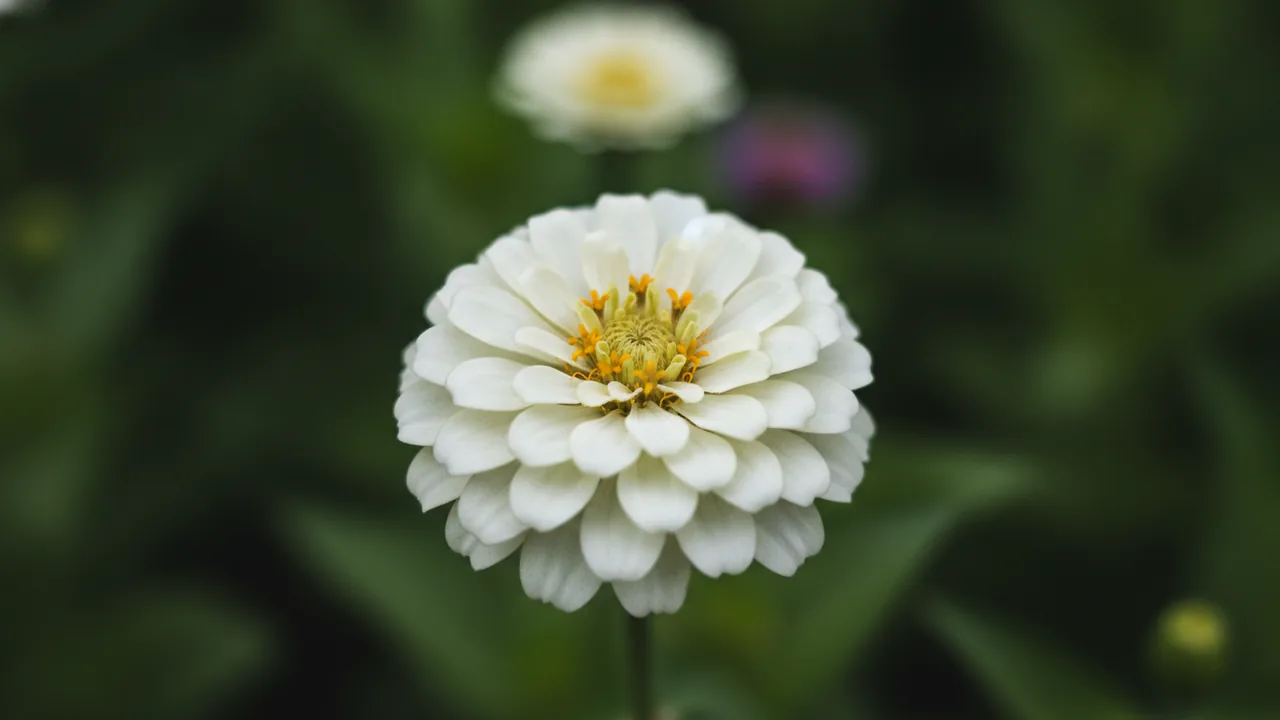 White Zinnia (Zinnia elegans 'White') - white flowers, illustrated plant card
