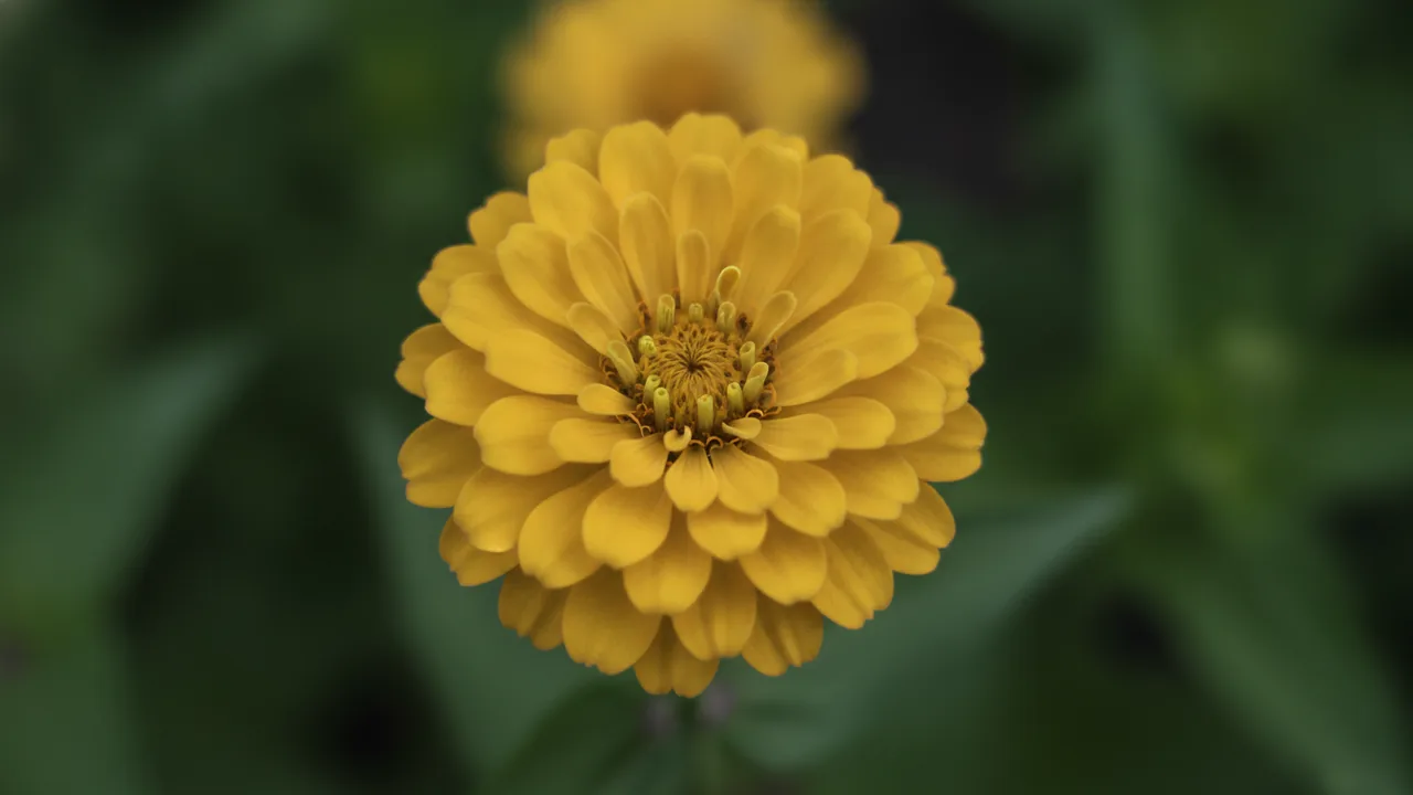 Yellow Zinnia (Zinnia elegans 'Yellow') - yellow flowers, illustrated plant card