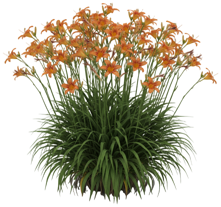 Common Orange Daylily cut-out illustration