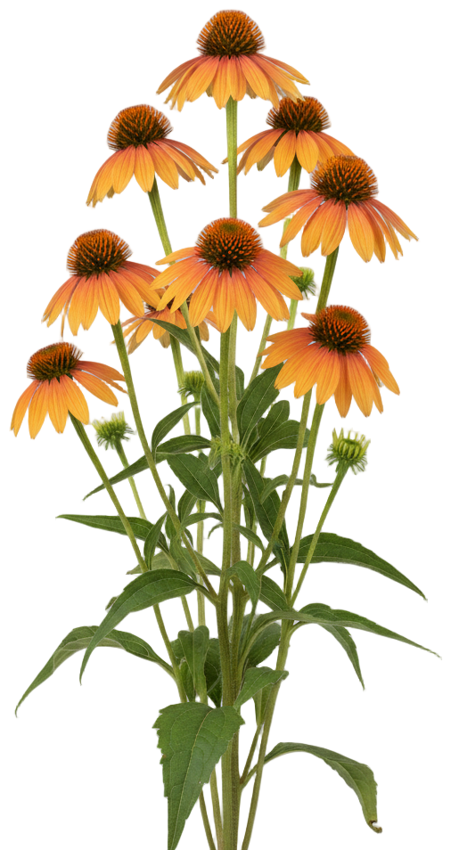 Big Sky Sunset Coneflower cut-out illustration