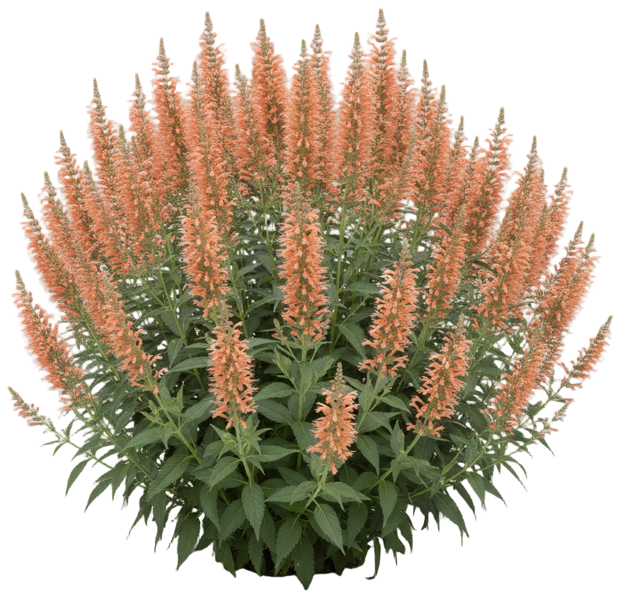 Giant Hyssop 'Ginger' cut-out illustration