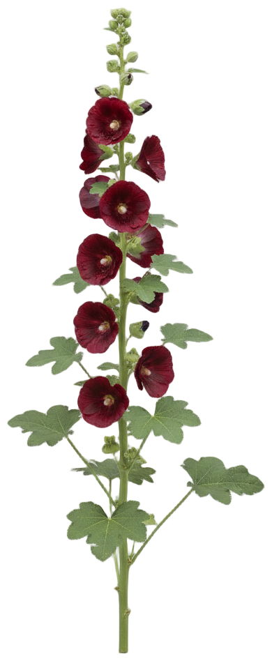 Hollyhock 'Blacknight' cut-out illustration