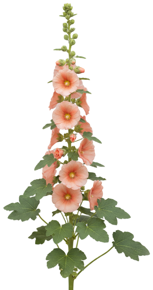 Hollyhock 'Peach' cut-out illustration
