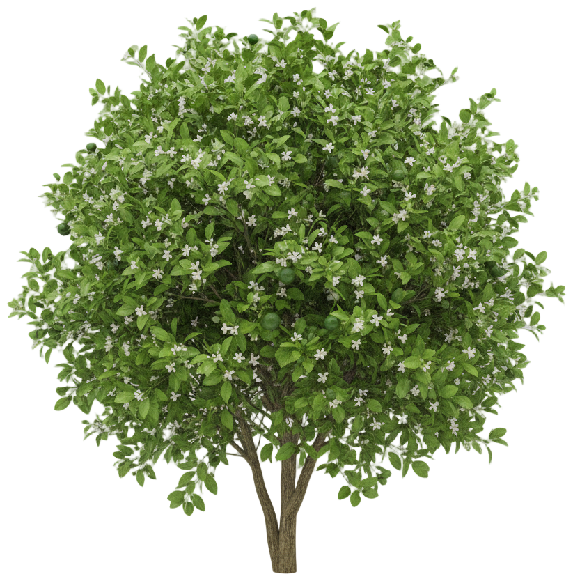 Lime Tree cut-out illustration