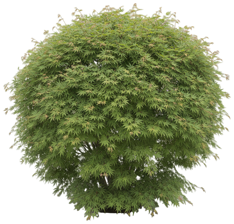 Japanese Maple 'Miyako' cut-out illustration