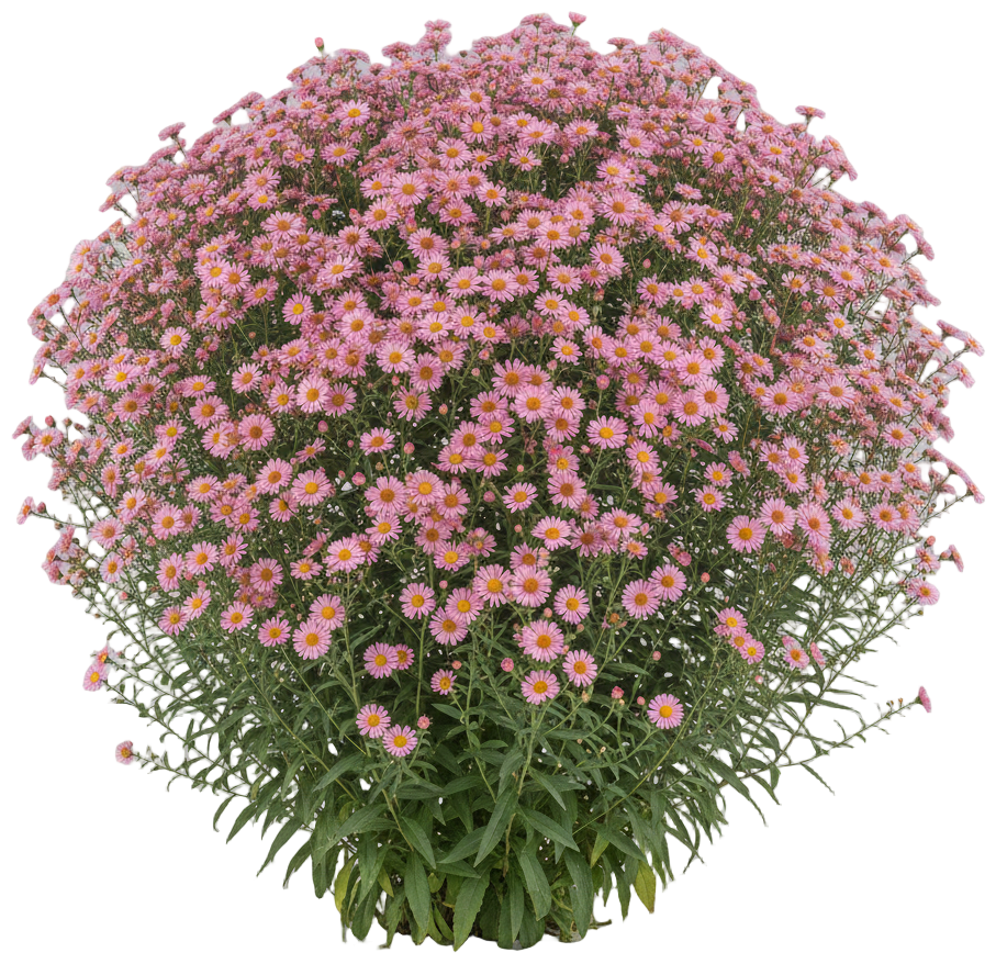 New England Aster 'Barr's Pink' cut-out illustration
