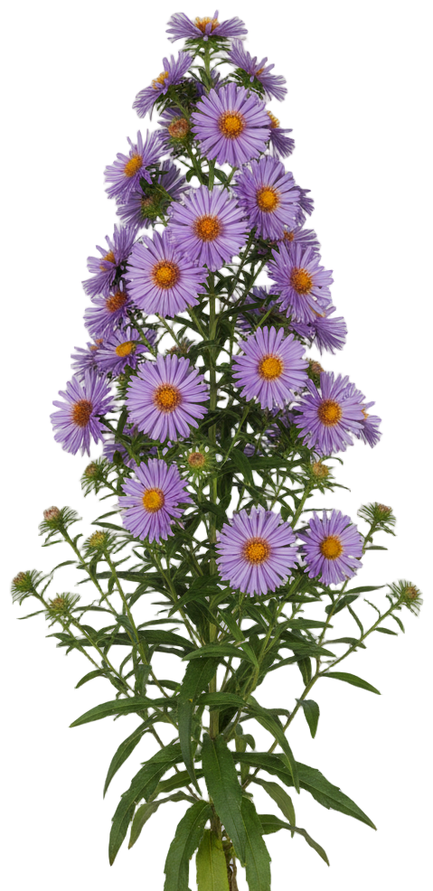 New England Aster cut-out illustration