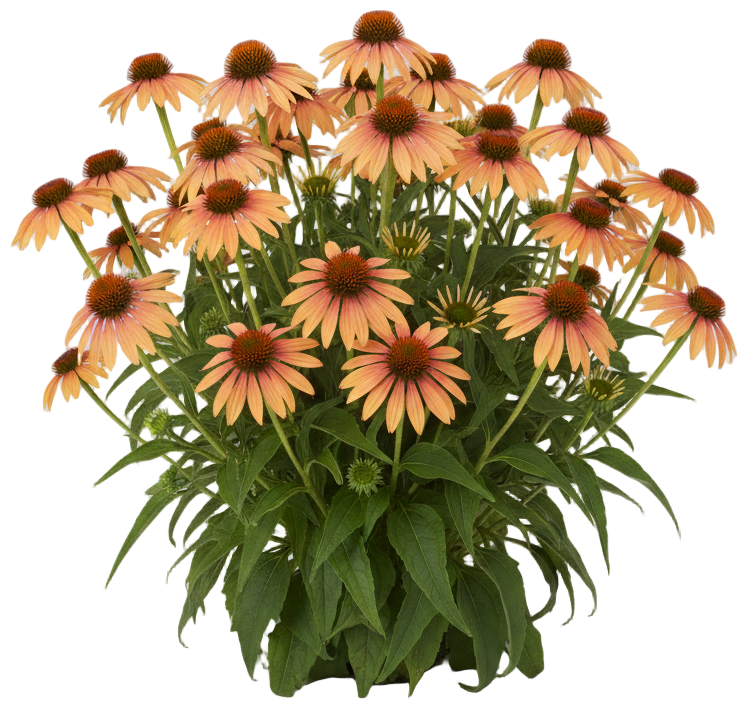 Orange Coneflower cut-out illustration