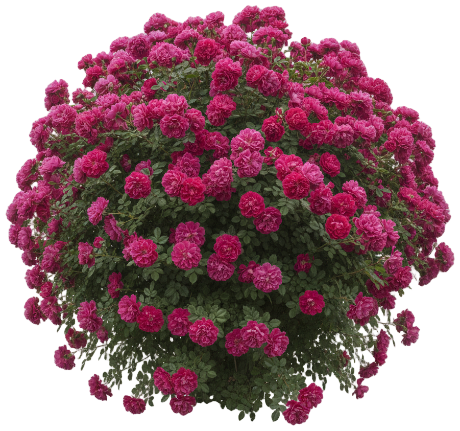 Rosa de Rescht (Damask Rose) cut-out illustration