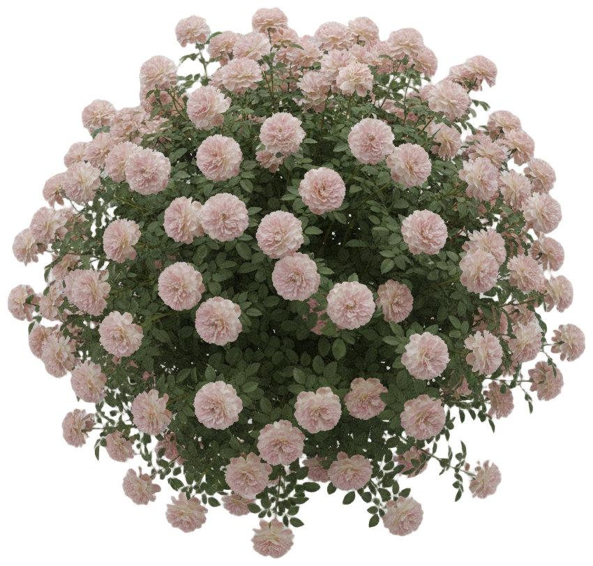 Rosa 'Fantin-Latour' cut-out illustration
