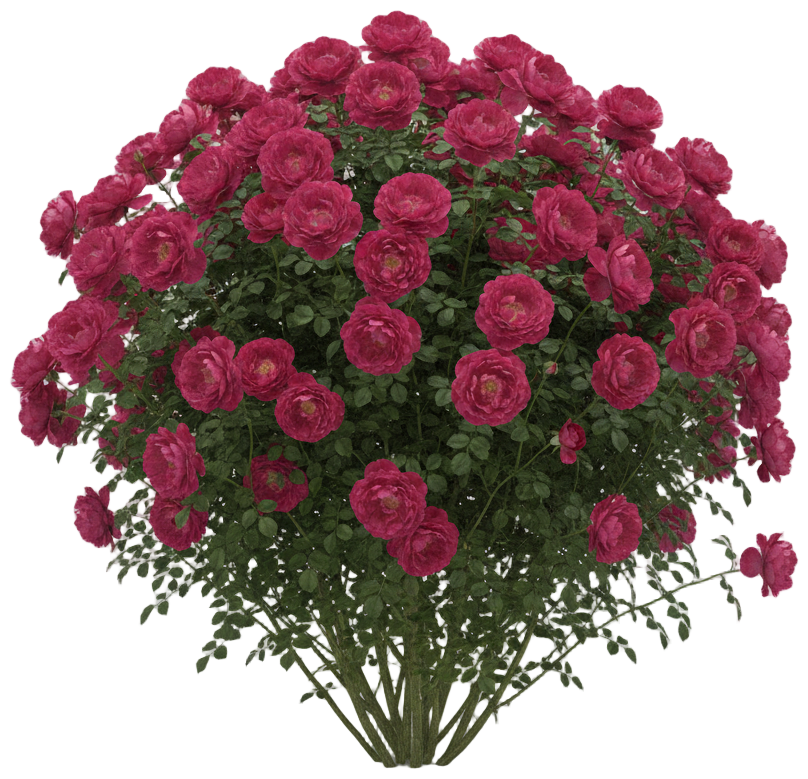 Shropshire Lad Rose cut-out illustration