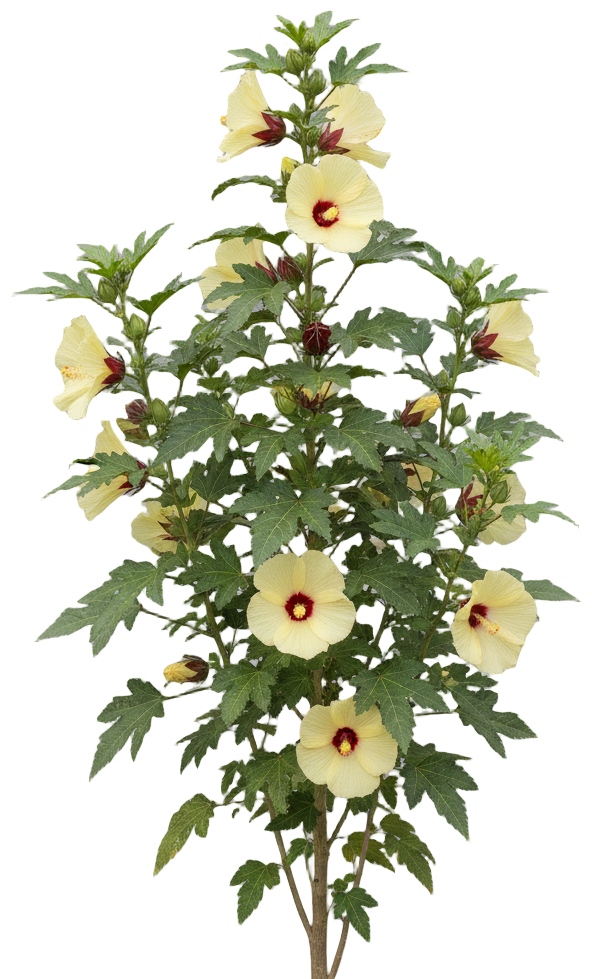 Roselle (Rosa de Jamaica) cut-out illustration