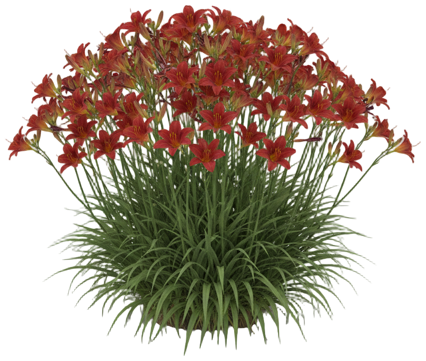 Stafford Daylily cut-out illustration