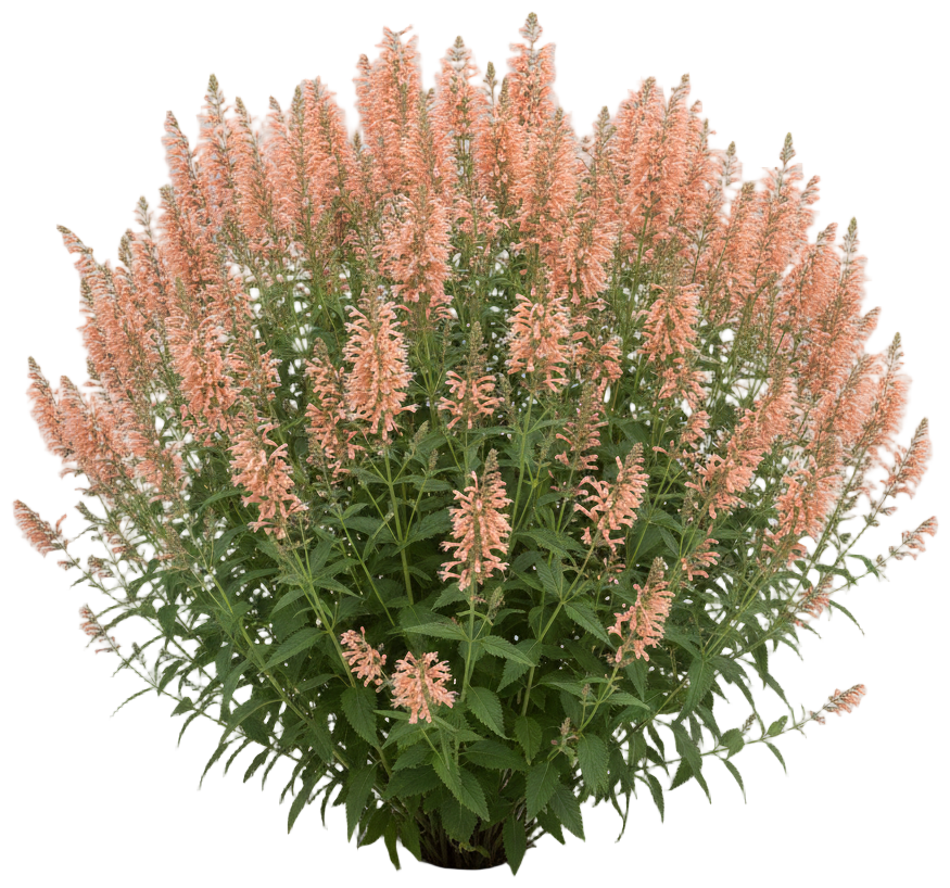 Sunrise Agastache cut-out illustration