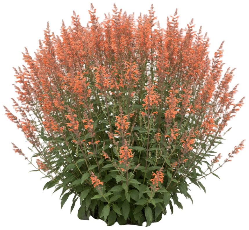 Sunset Hyssop cut-out illustration