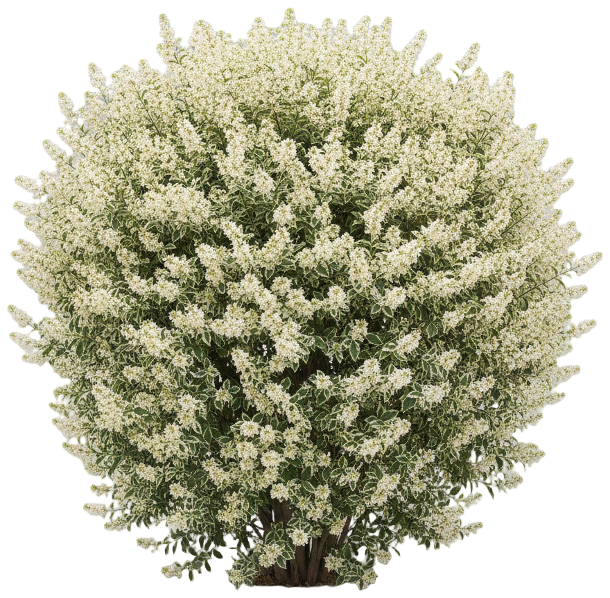 White Variegated Privet cut-out illustration