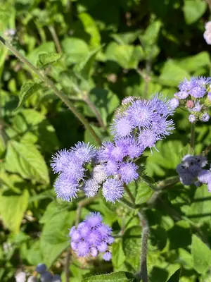 Ageratum (Ageratum houstonianum) - real photo
