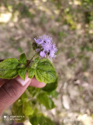 Ageratum (Ageratum houstonianum) - real photo