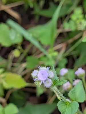 Ageratum (Ageratum houstonianum) - real photo