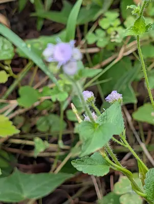 Ageratum (Ageratum houstonianum) - real photo