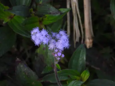 Ageratum (Ageratum houstonianum) - real photo