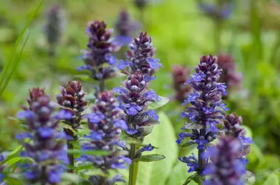 Bugleweed (Ajuga reptans) - real photo