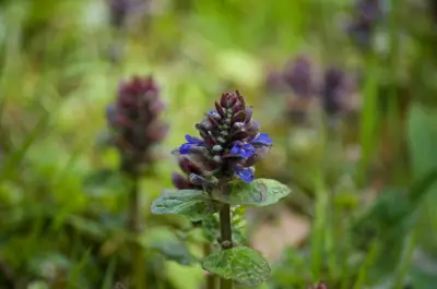 Bugleweed (Ajuga reptans) - real photo