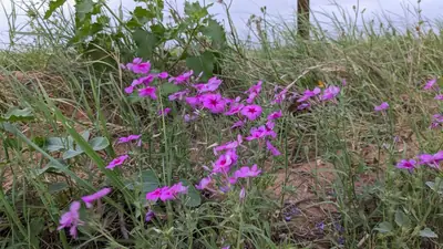 Annual Phlox (Phlox drummondii) - real photo