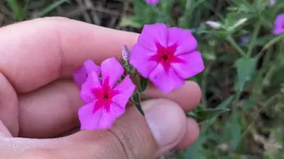 Annual Phlox (Phlox drummondii) - real photo