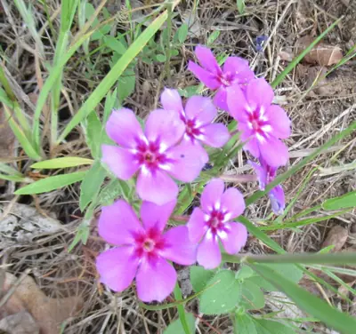 Annual Phlox (Phlox drummondii) - real photo
