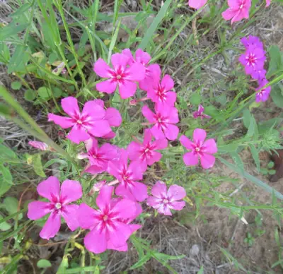 Annual Phlox (Phlox drummondii) - real photo