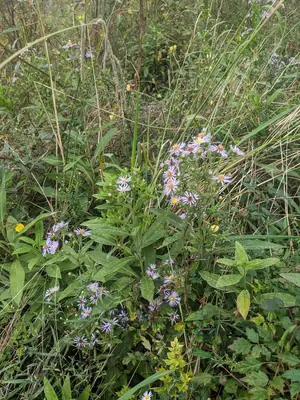 Aster (Symphyotrichum) - real photo