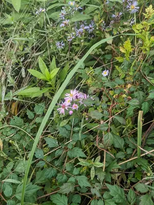 Aster (Symphyotrichum) - real photo