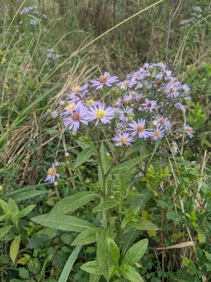 Aster (Symphyotrichum) - real photo