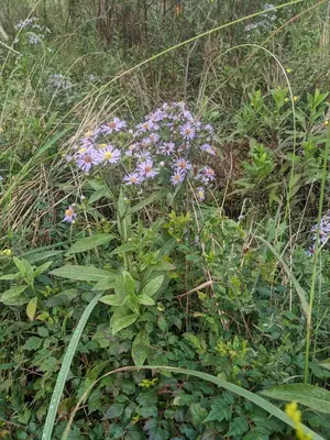 Aster (Symphyotrichum) - real photo