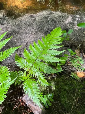 Autumn Fern (Dryopteris erythrosora) - real photo