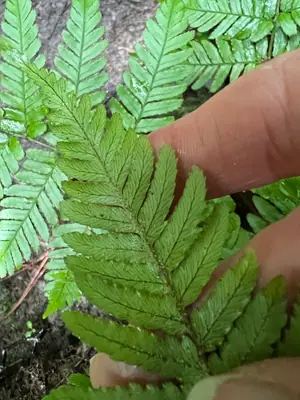 Autumn Fern (Dryopteris erythrosora) - real photo